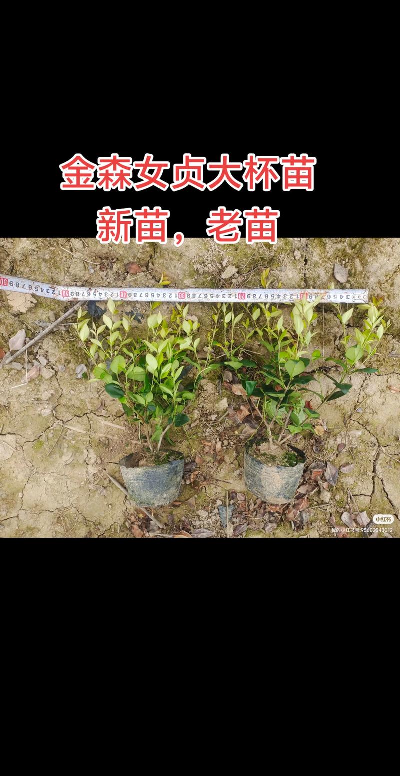 景德镇绿化杯苗多少钱？2026年苗木选购全攻略与避坑指南